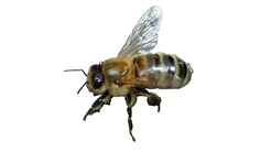 Centro de investigación agrobiológica en kouyiatika, grecia