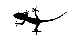 Fardatxet