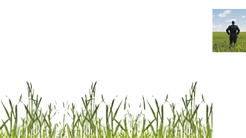 campo de luz_pipo