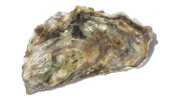 Proyecto para la recuperación de los humedales de baltimore, ee.uu.